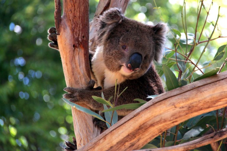 Adelaide's friendly locals